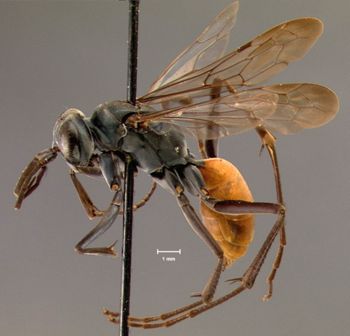 Media type: image;   Entomology 15346 Aspect: habitus lateral view
